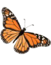 Mariposa